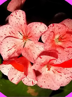  australien pink rosebud